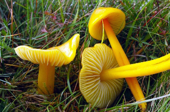Yellow waxcap
