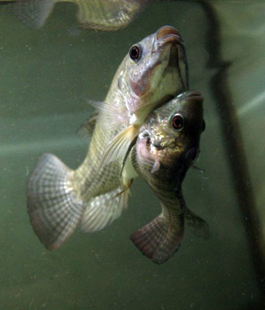 Bangkok, Thailand: Two conjoined Nile Tilapia fish