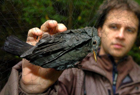 Debrecen, Hungary: Laszlo Szakal of the Hungarian Society of Ornithology prepares to take a blackbird out of a net