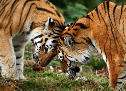 Kincraig, UK: Yuri and Sasha, a pair of rare Amur tigers get fed at their new home the Highland Wildlife Park