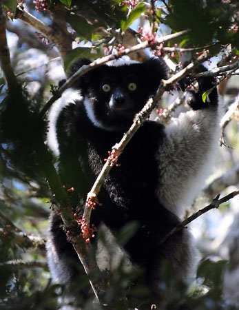Andasibe, Madagascar: An Indri Indri lemur feeds on foliage in a primary forest at a natural reserve
