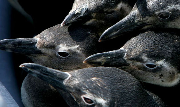 Rio de Janeiro, Brazil: Penguins, which had been kept at an animal rehabilitation centre, onboard a Brazilian navy ship
