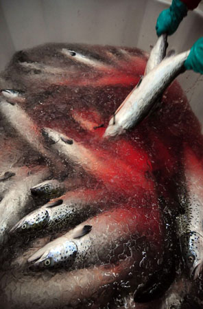 Puerto Montt, Chile: Salmon are washed before being manufactured at the Marine Harvest Seafood factory