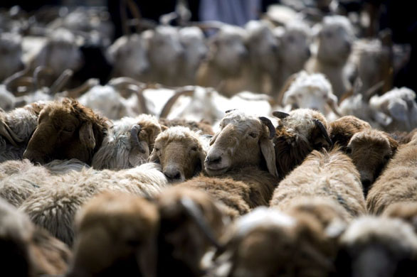 Kashgar, China: Sheep for sale at the Sunday livestock market