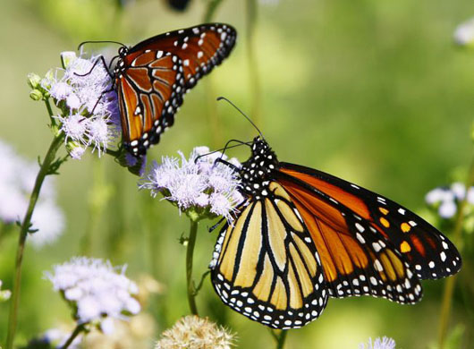 Temple, Texas: An adult monarch probes for nectar on a Gregg's mistflower
