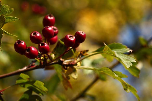 Hawthorn berries