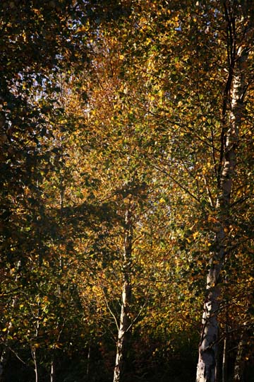 birch tree