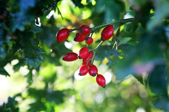 rosehip tree