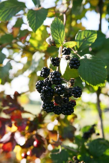 Blackberries