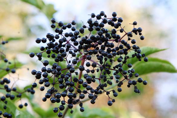 Elderberries
