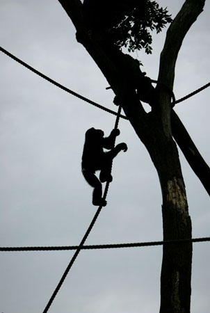 Sydney, Australia: Chimpanzees play in their habitat at Taronga zoo