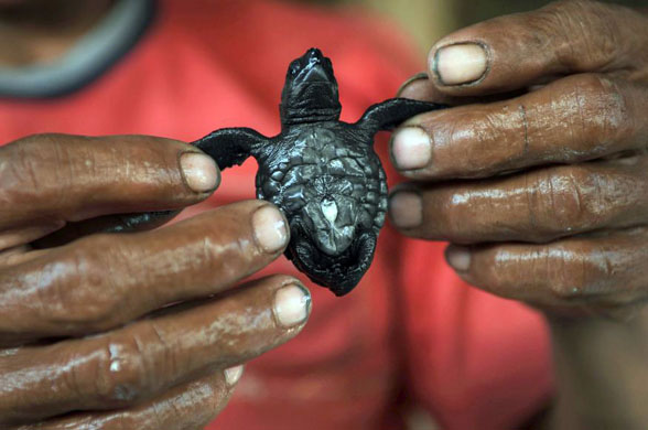 Toluca beach, El Salvador: A man holds a Golfina turtle hatchling