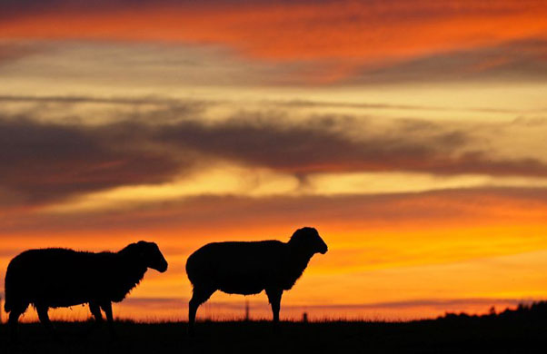 Munich, Germany: Sheep graze on a meadow near as the sun sets