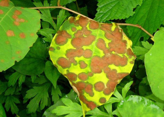 The Mycosphaerella leafspot fungus