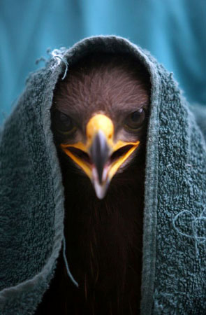 Stara Zagora, Bulgaria: A lesser spotted eagle, Aquila pomarina, is comforted after it was shot by poachers