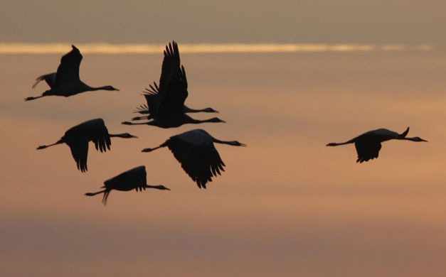 Hortobagy national park, Hungary: Cranes fly over the great plain