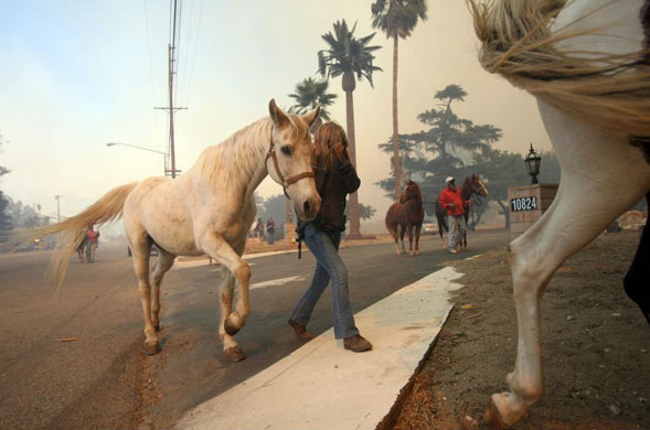 Chatsworth, US: Horses are evacuated from the Stoney Point Riding Centre