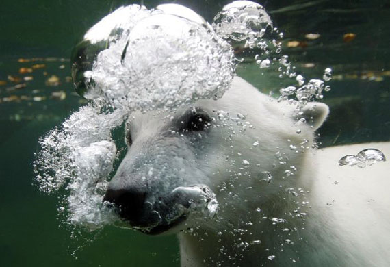 Stuttgart, Germany: Young polar bear Wilbaer blows air bubbles as he dives in the pool of his enclosure in the 'Wilhelma' zoo
