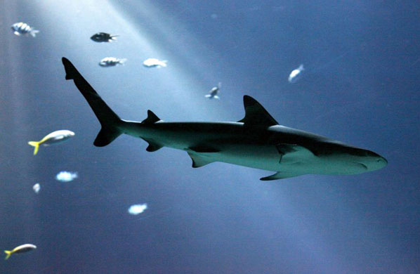 Hamburg, Germany: A blacktip reef shark swims through an aquarium