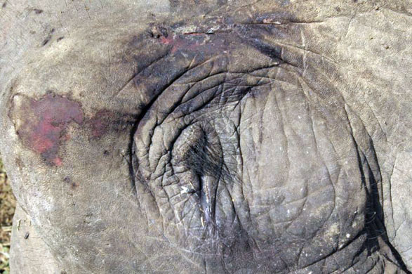 Deochotal, India: A seriously wounded female wild elephant