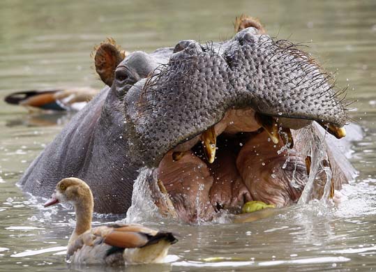 hippopotamus snacks on fruit