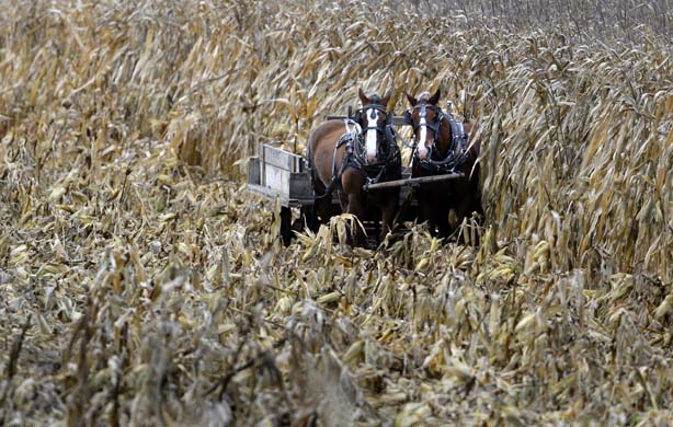 Horses in a cornfield