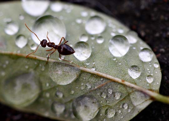 An ant on a wet leaf