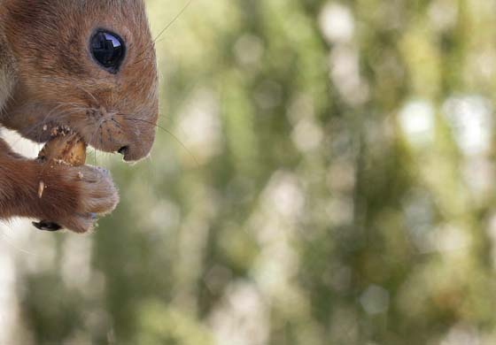 A squirrel chews on a nut