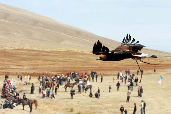 Hunting bird in flight