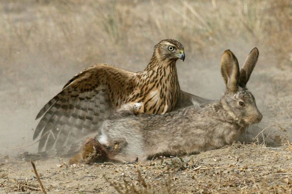 hunting falcon catches a hare