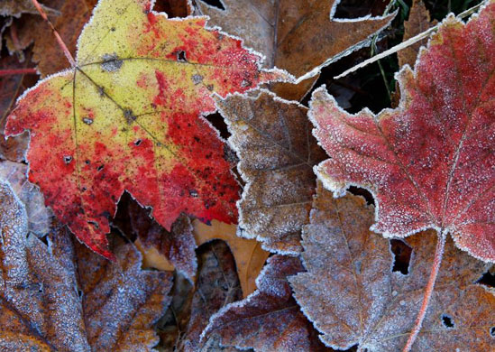 frost on autumn leaves