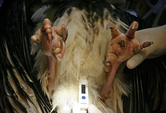 Temperature is taken from vulture