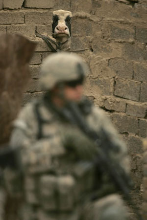 Cow and soldier in Iraq