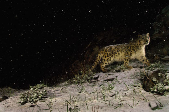 Wildlife photographer of the year