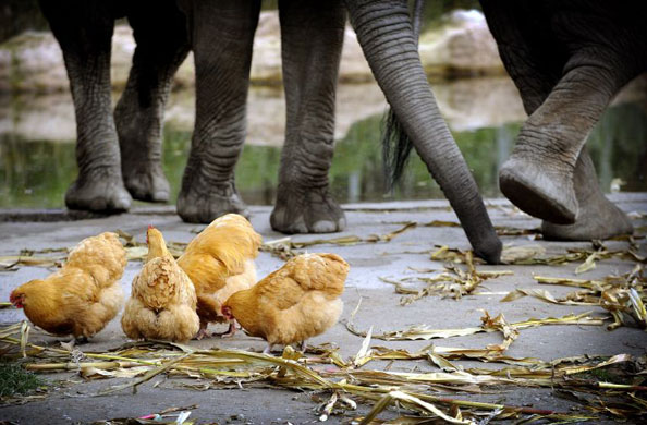 chickens in duisberg zoo
