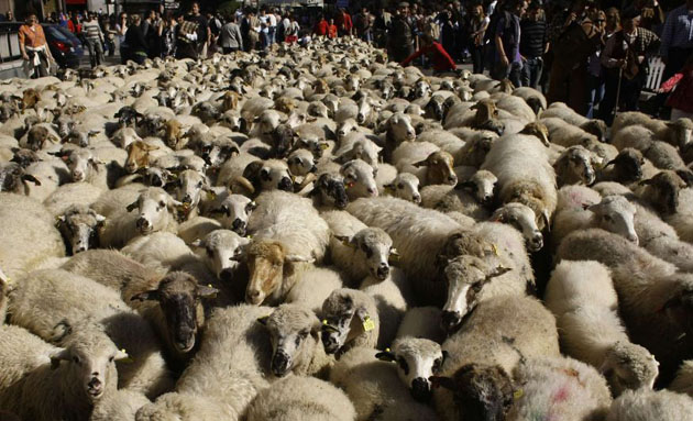 MAdrid sheep parade 
