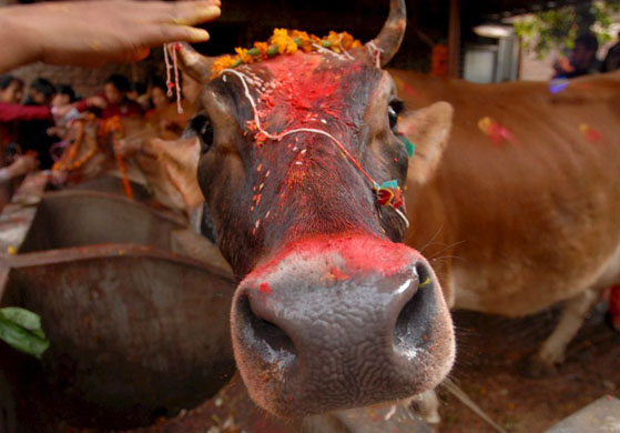 Hindu devotees worship a cow as part of the Tihar festival