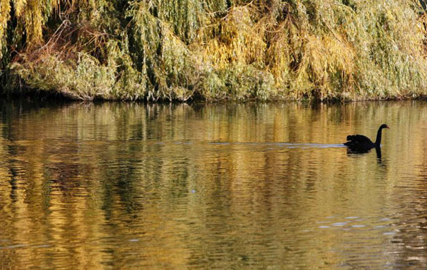 A black swan swims in the lake in St James Park 
