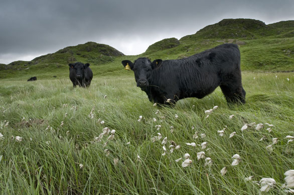 Hafod Y Llan farm Snowdonia, Wales