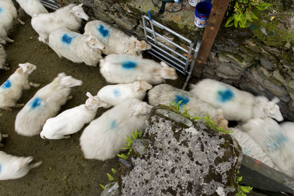 Hafod Y Llan farm Snowdonia, Wales