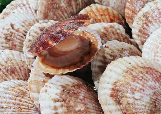 scallop