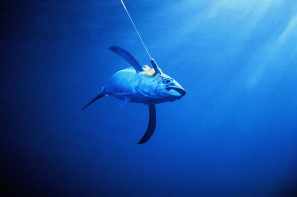 Albacore tuna