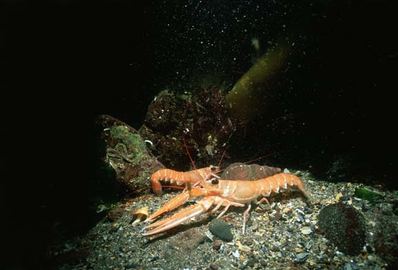 dublin prawn langoustine
