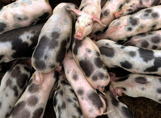 Laer, Germany: Pigs of the breed 'Bunte Bentheimer' (Bentheim Black Pied) crowd in their enclosure at the Buening natural farm
