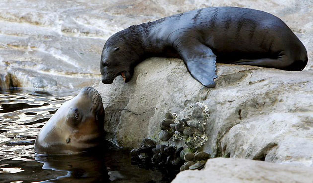 Valencia, Spain: A newborn sea lion with its mother