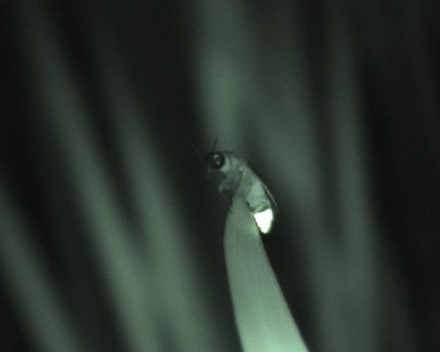 Thailand: The rare firefly species Luciola aquatilis, as it perches on a plant