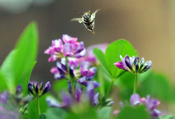 Gonder, Ethiopia: A bee flies over wild flowers