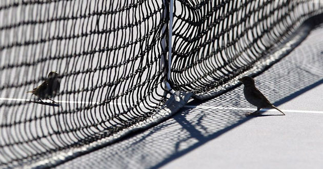 Flushing Meadows, US: Two birds sit on either side of the net during the US Open