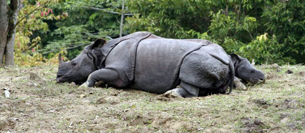 India: Rhinos rest on a highland in the flood-affected Pobitora Wildlife Sanctuary