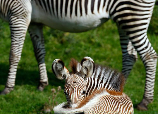 Edinburgh, UK: Florence the new baby zebra foal, stands with its mother Emily in their enclosure at Edinburgh zoo